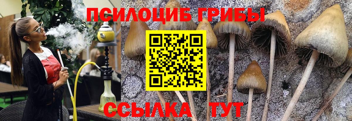 Псилоцибиновые грибы мицелий Новосибирск